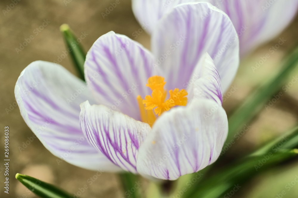 Fototapeta premium crocus flower