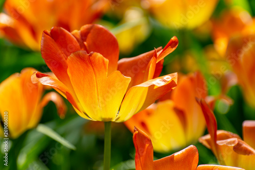 Tulip festival in St. Petersburg on Elagin island.