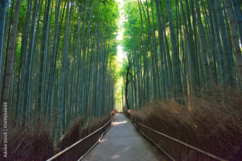 Obraz premium Bamboo Trees in Nonomiya Kyoto