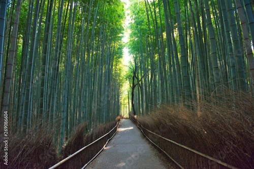 Bamboo Trees in Nonomiya Kyoto