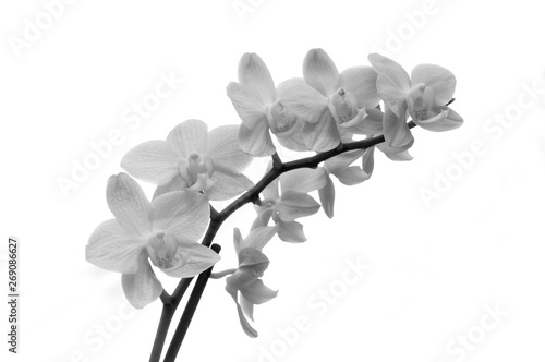 Orchidee schwarz weiß
