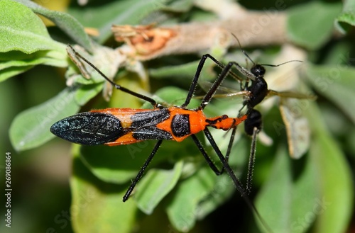 A Zelus longipes linnaeus insect, or Milkweed Assassin bug has caught a black fly of some kind and is eating it in some shrubbery in Houston, TX. © Brett