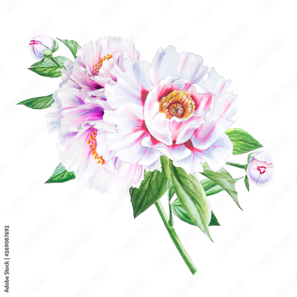 Beautiful white peony. Bouquet of flowers. Floral print. Marker drawing. Watercolor painting. Wedding and birthday composition. Greeting card. Flower painted background. Hand drawn illustration. Beautiful white peony. Bouquet of flowers. Floral print. Marker drawing. Watercolor painting. Wedding and birthday composition. Greeting card. Flower painted background. Hand drawn illustration.