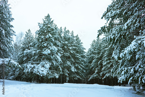 Whitened Fir Trees with Fresh Snow, Lovely Winter Scenery, Majestic White Spruces Glowing by Sunlight, Wintry Scene, Winter Snow-Covered Trees in the Ural Mountains, Winter Landscape photo