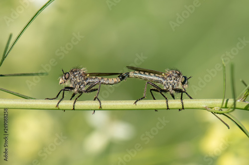 Wallpaper Mural killer fly Torontodigital.ca