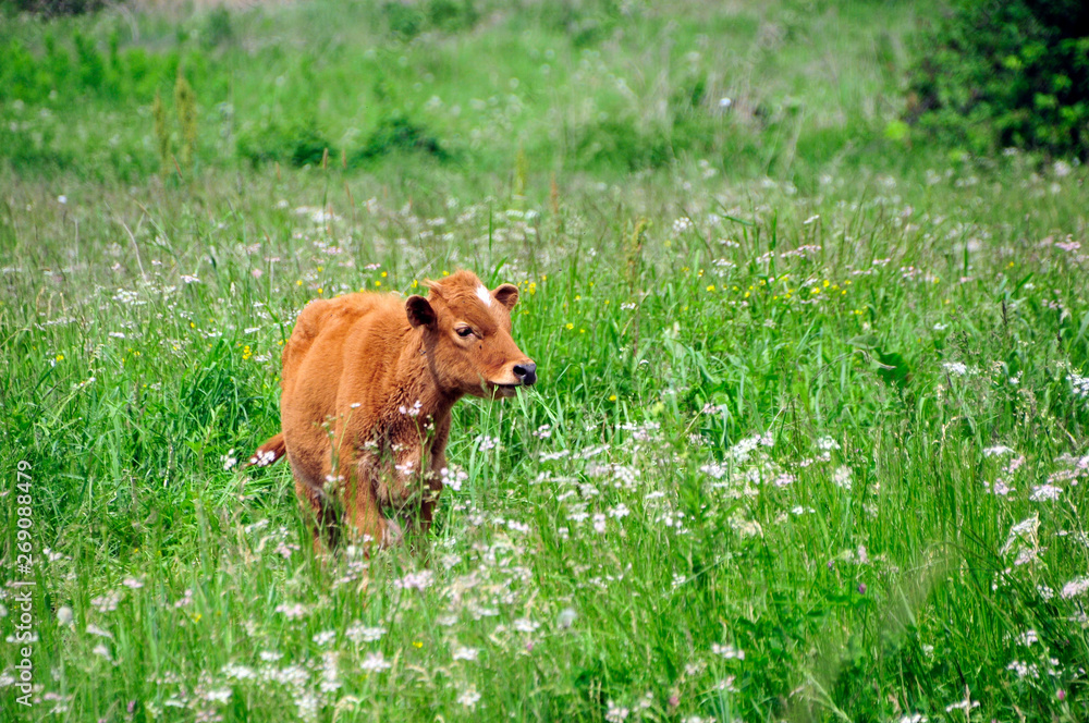 Kalb auf einer Wiese