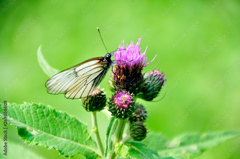 Schmetterling auf einer Wildblume Schmetterling auf einer Wildblume