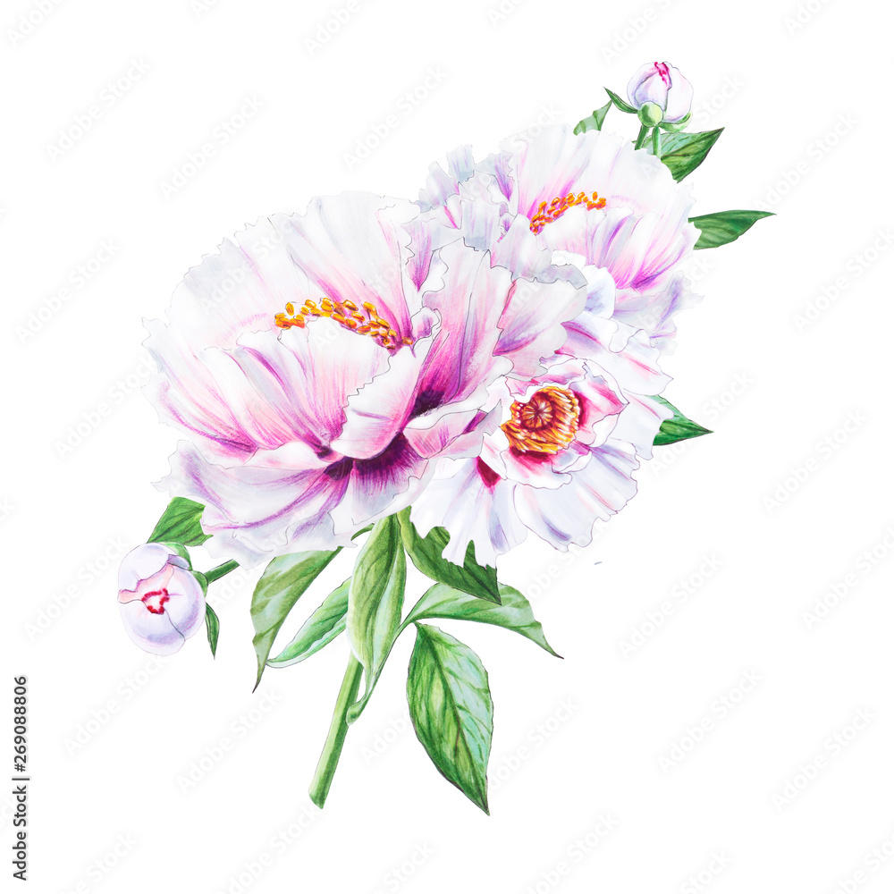 Beautiful white peony. Bouquet of flowers. Floral print. Marker drawing. Watercolor painting. Wedding and birthday composition. Greeting card. Flower painted background. Hand drawn illustration. Beautiful white peony. Bouquet of flowers. Floral print. Marker drawing. Watercolor painting. Wedding and birthday composition. Greeting card. Flower painted background. Hand drawn illustration.