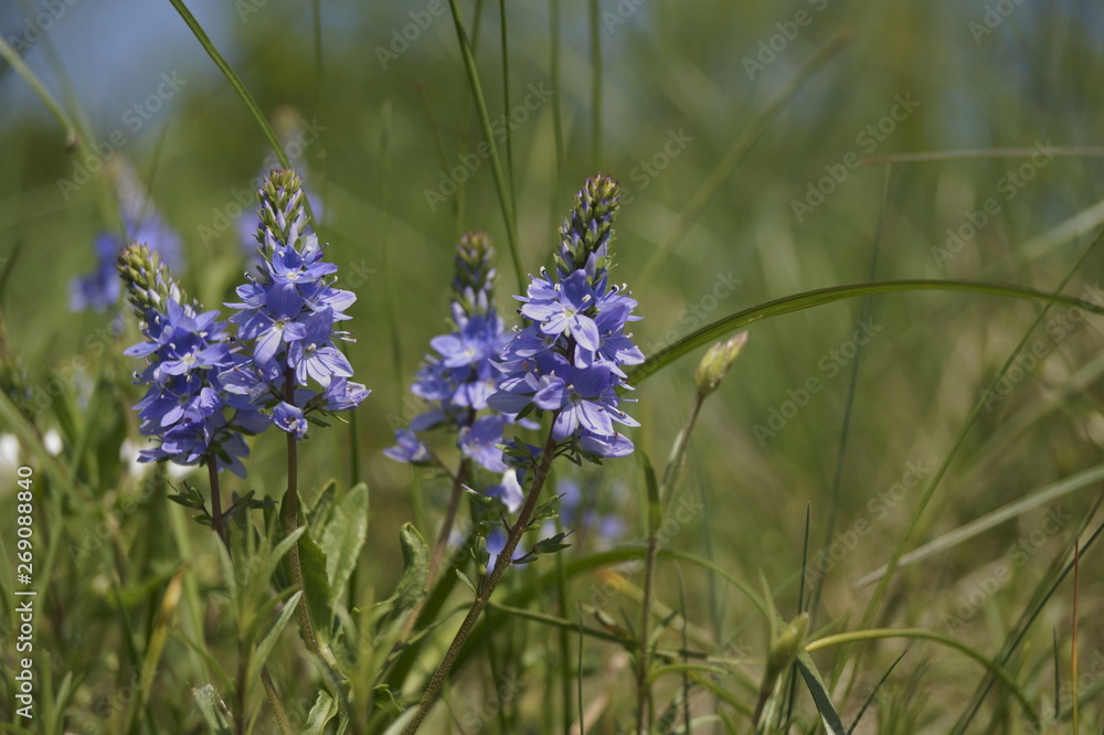 Wild flowers - Prostrate speedwell or Rock speedwell - Veronica prostrata Wild flowers - Prostrate speedwell or Rock speedwell - Veronica prostrata