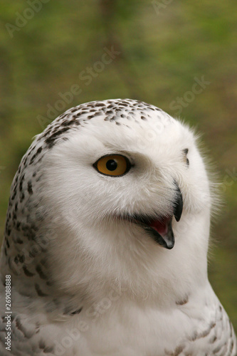 Portrait of the snowy owl with open beak. A close up horizontal picture of the predatory bird species occuring in North Europe and America.