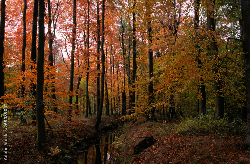 Fototapeta premium stadtwald im herbst in hannover,