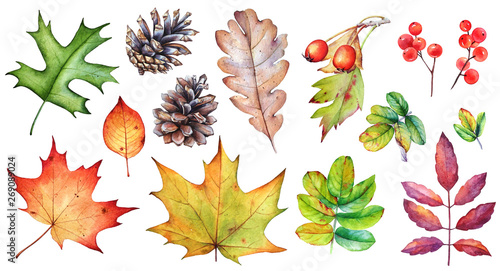 Watercolor collection of autumn leaves, berries and pine cones on white background.