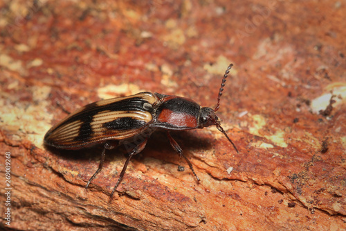 A colorful click beetle occurring in European forests with a cross shaped pattern on its back. photo