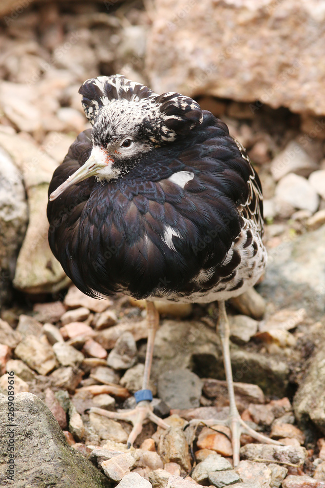 Fototapeta premium Male of the ruff in a weadding coat. A colorful water bird occurring on European coast.