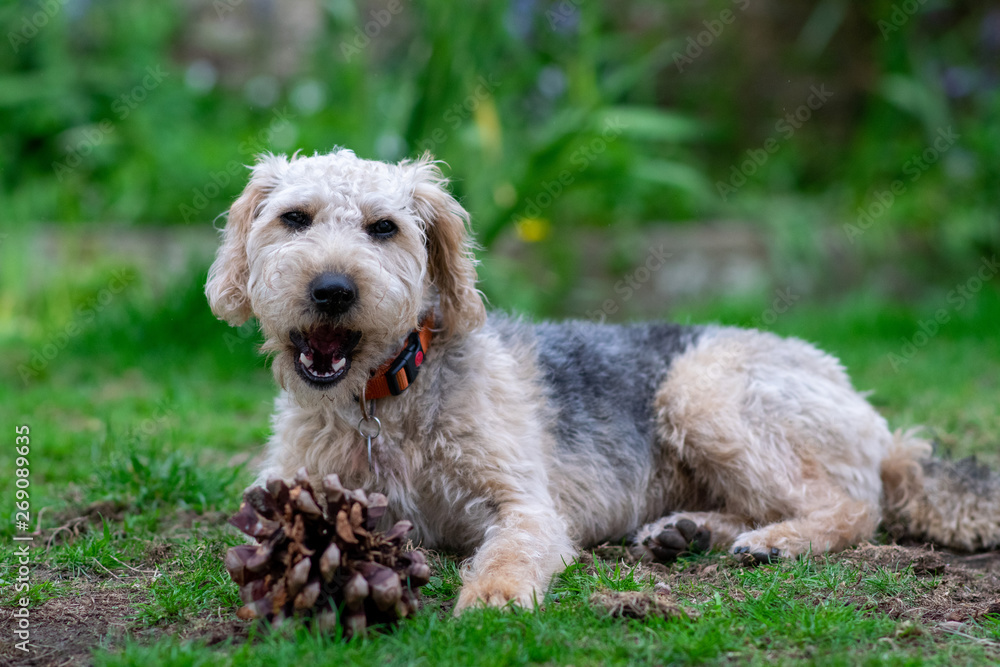 Scruffy puppy dog on grass chewing a pine cone, shallow depth of field.