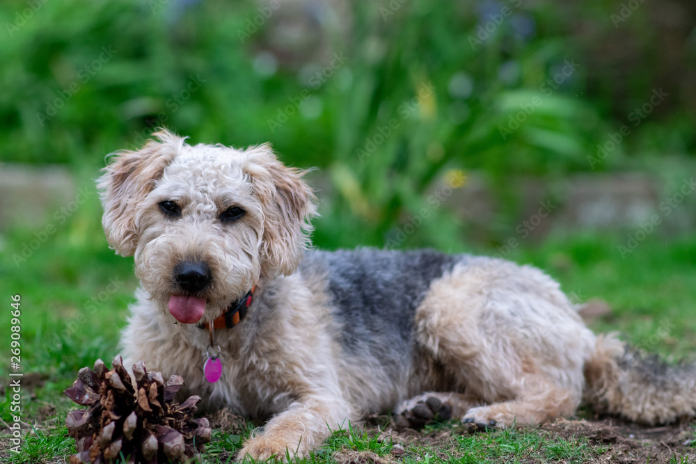Scruffy puppy dog on grass, sticking out tongue, chewing a pine cone, shallow depth of field. Scruffy puppy dog on grass, sticking out tongue, chewing a pine cone, shallow depth of field.