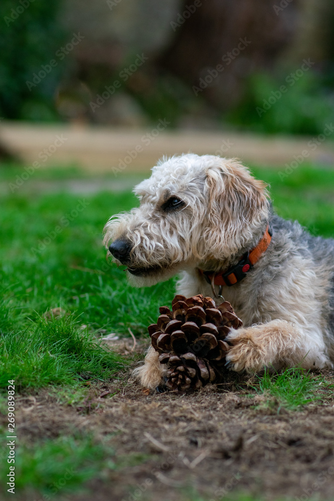 Scruffy puppy dog on grass chewing a pine cone, shallow depth of field. Scruffy puppy dog on grass chewing a pine cone, shallow depth of field.