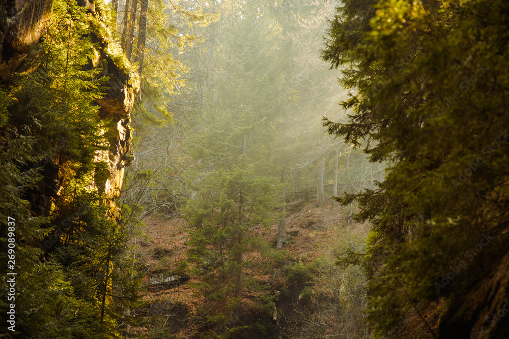 Misty forest and sun rays in mountain canyon 