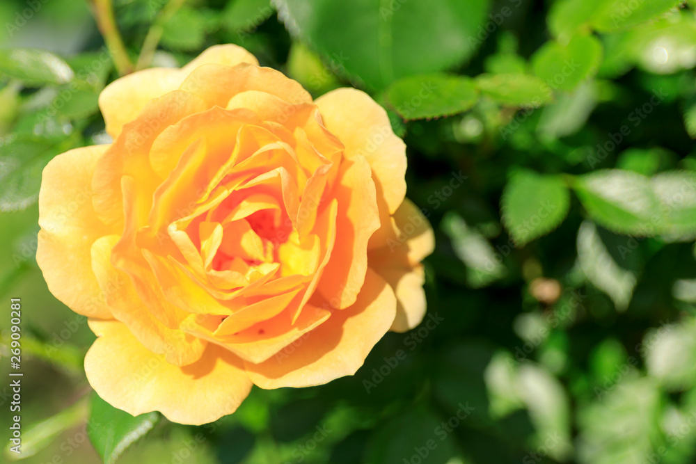 Beautiful orange rose in the garden or park with green leaf background. Beautiful orange rose in the garden or park with green leaf background.
