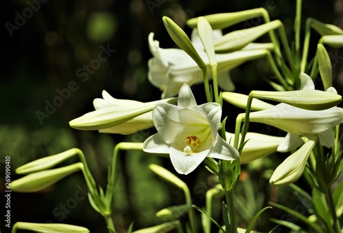 White lily blooming on the garden background  Spring in GA USA.