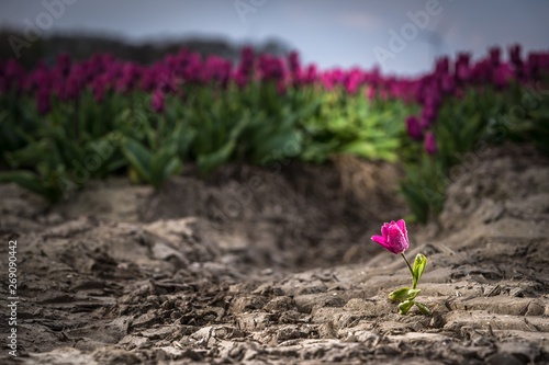 Solitary single flowering tulip in a large bulb field