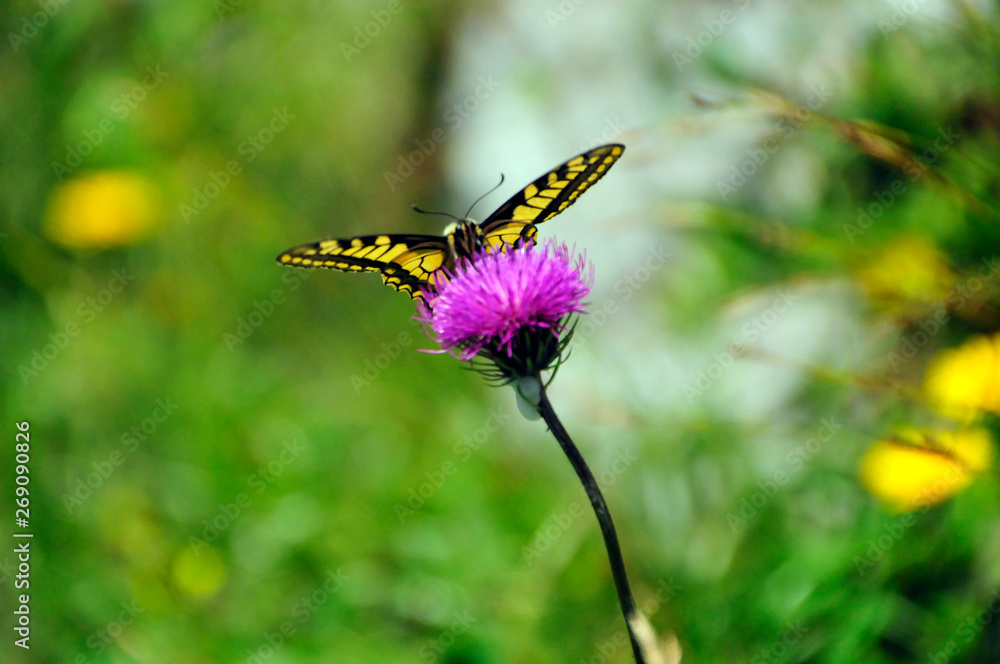 Schmetterling auf einer Blume Schmetterling auf einer Blume
