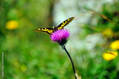 Schmetterling auf einer Blume © E-Delict
