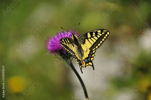 Schmetterling auf einer Wildblume