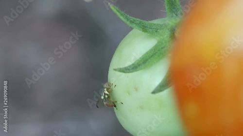 a fruit fly is walking around and laying egg into the young tomato plant