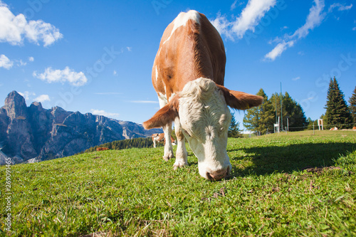Italian cow relax in an alpine meadow in Dolomiti