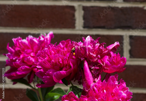 Peonies
