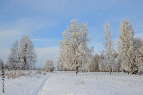 Birch grove in the winter in the snow. White trees. Trees in the snow. Snow picture. Winter landscape grove of white trees and snow.
