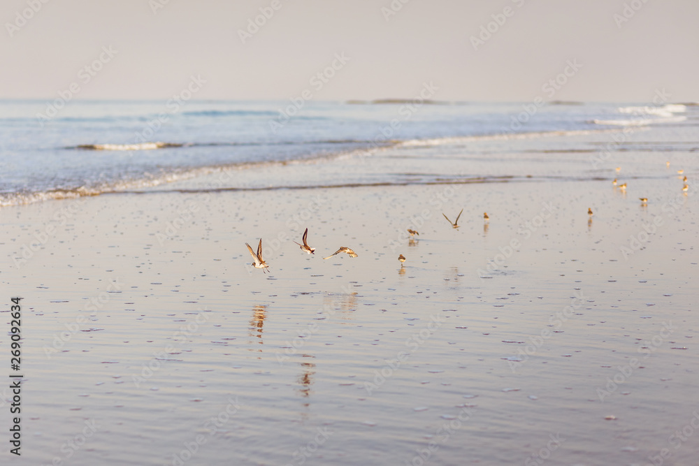 A flock of birds and its reflection, low angle of view, in the morning the Great Sand Plover (Charadrius leschenaultii) flies freely over the sea, India, Goa.