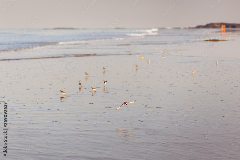 Little sea birds fly over the surface of the ocean in the morning. The wave is gone, and the birds sit on the sand.
