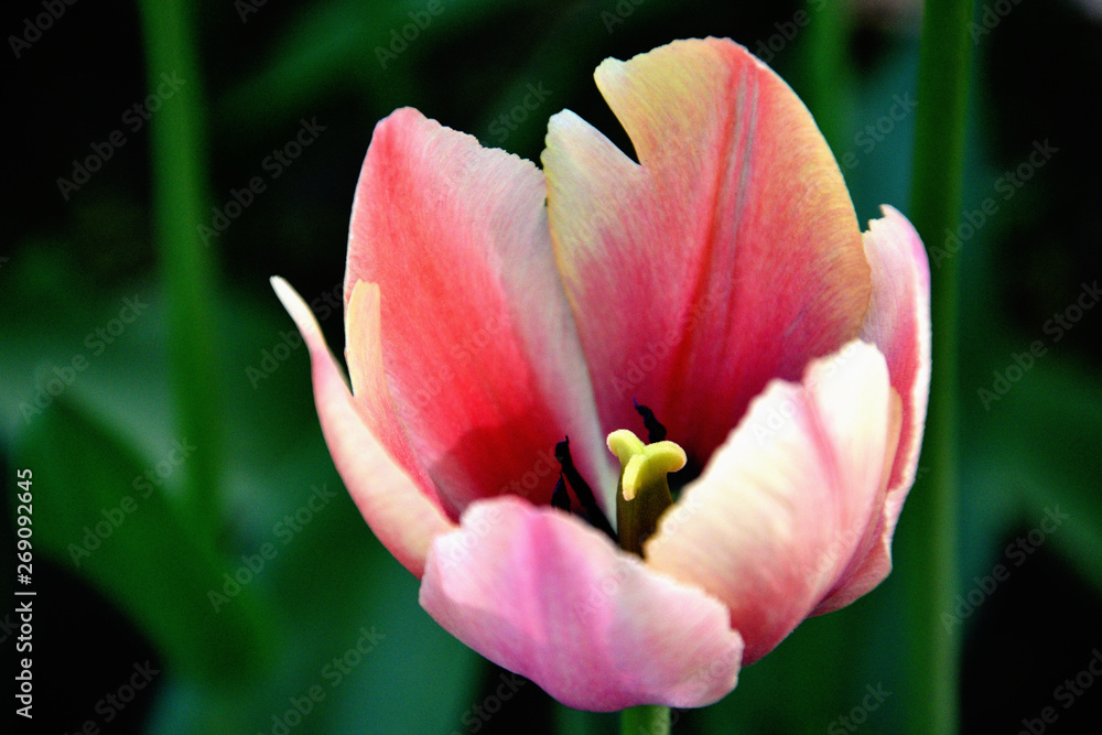 close-up of a light pink tulip against dark background on a sunny spring day, low depth of field