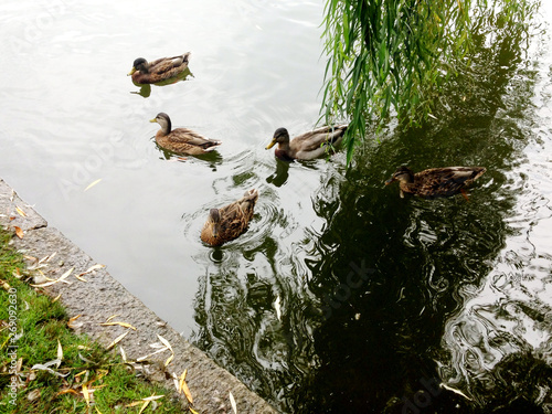 Ducks