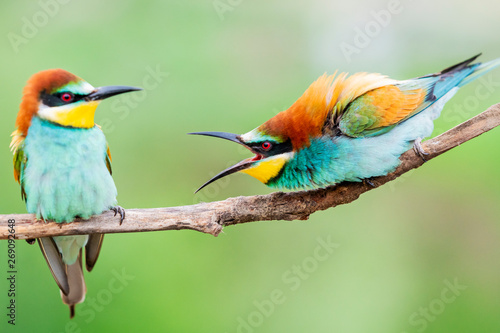 wild colorful birds in conflict