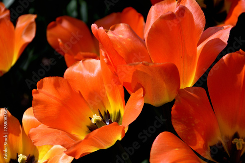 close-up of red tulips against dark background on a sunny spring day