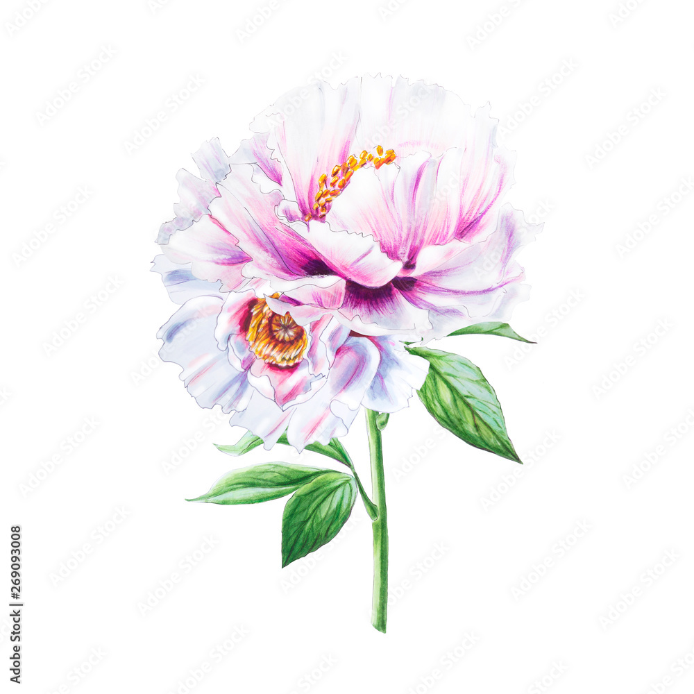 Beautiful white peony. Bouquet of flowers. Floral print. Marker drawing. Watercolor painting. Wedding and birthday composition. Greeting card. Flower painted background. Hand drawn illustration. Beautiful white peony. Bouquet of flowers. Floral print. Marker drawing. Watercolor painting. Wedding and birthday composition. Greeting card. Flower painted background. Hand drawn illustration.