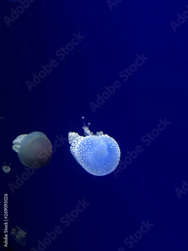 Jellyfish