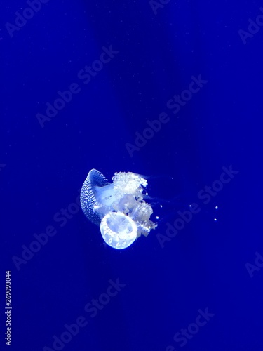 Jellyfish