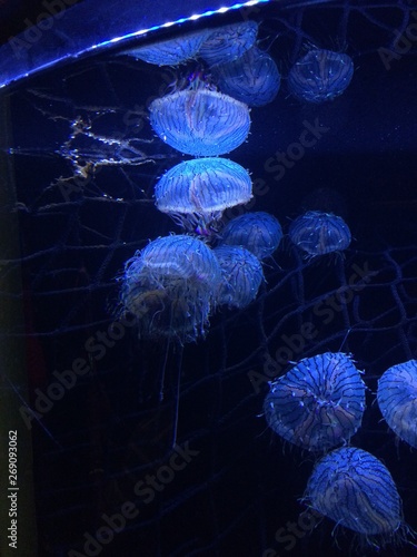 Jellyfish