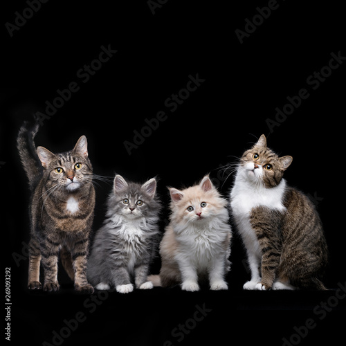 studio shot of 4 different breed cats looking at camera curiously isolated on black background. The breeds are british shorthair, maine coon and domestic shorthair.