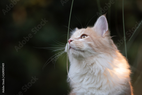 close up of a beige fawn maine coon cat smelling on a pampas grass culm outdoors
