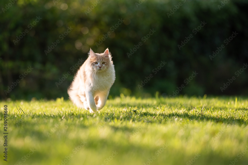 beige fawn maine coon cat running over the grass on a sunny summer day looking at camera