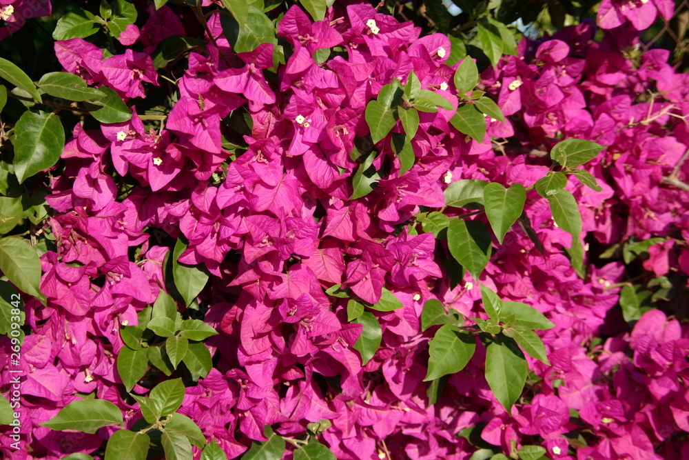 Pared flores Pared flores