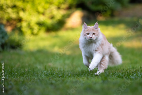 beige fawn maine coon cat running towards camera in the back yard looking at camera on a sunny day