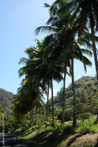 chemin de palmiers