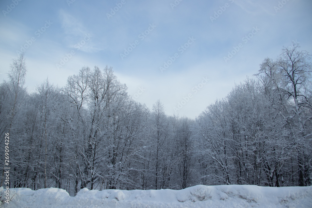 Birch grove in the winter in the snow. White trees. Trees in the snow. Snow picture. Winter landscape grove of white trees and snow.