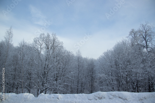 Birch grove in the winter in the snow. White trees. Trees in the snow. Snow picture. Winter landscape grove of white trees and snow. © alenka2194
